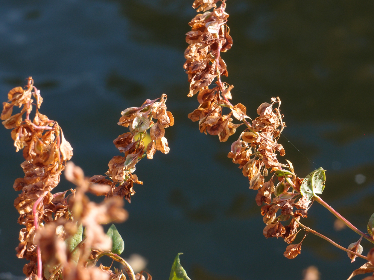2019-10-14 Spatzen am Heckmannufer (Fieldrecording Video)